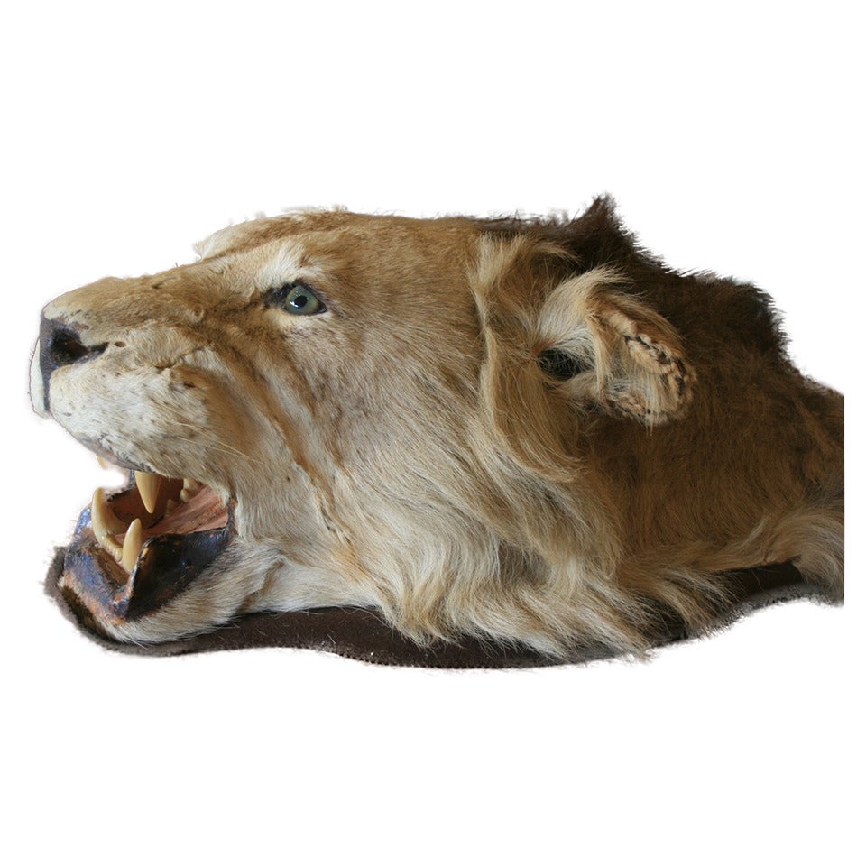 19th Century Taxidermy Lion Head and Mane