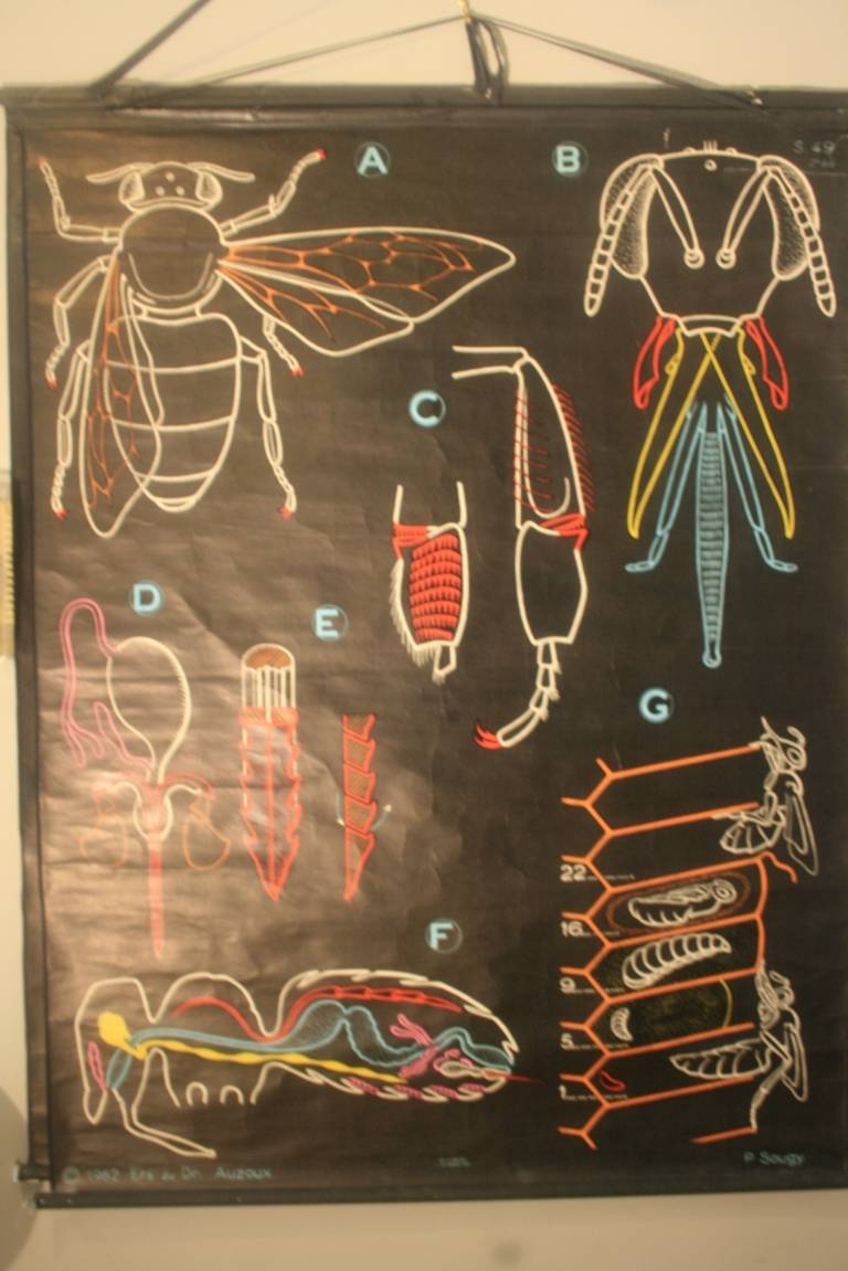 French Anatomical Chart of a Bee
