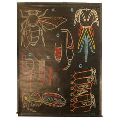 Vintage French Anatomical Chart of a Bee