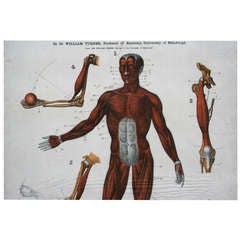 Antique Collection 1909 Framed Anatomy Charts