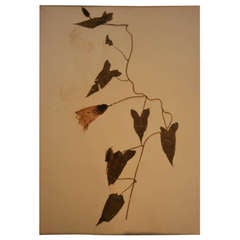 Vintage Pressed Wildflowers