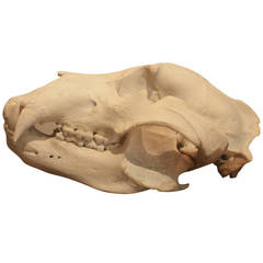 Large Bear Skull