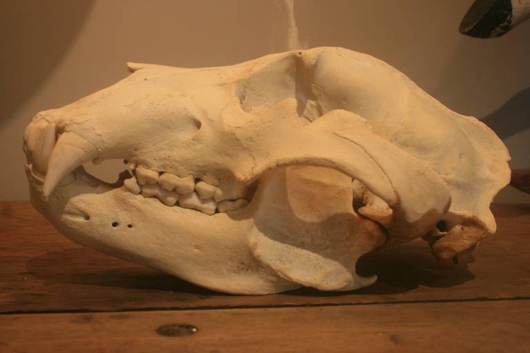 Large Bear Skull.   I believe this is a Brown Bear or Grizzly Bear skull.  This is an awesome object.