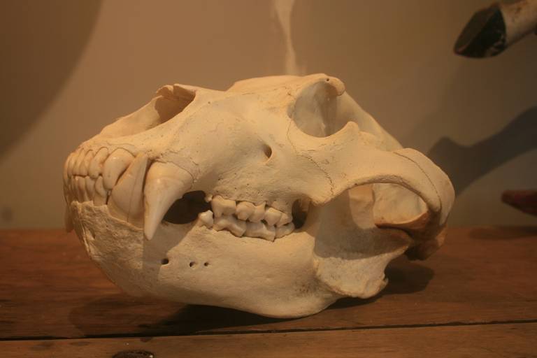 American Large Bear Skull