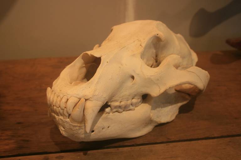 Large Bear Skull In Excellent Condition In North Beninngton, VT