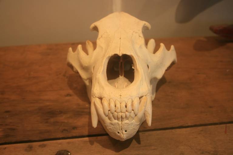 20th Century Large Bear Skull