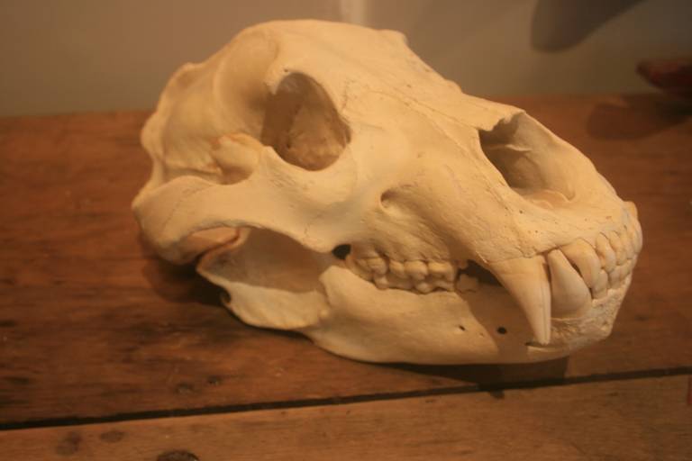 Bone Large Bear Skull