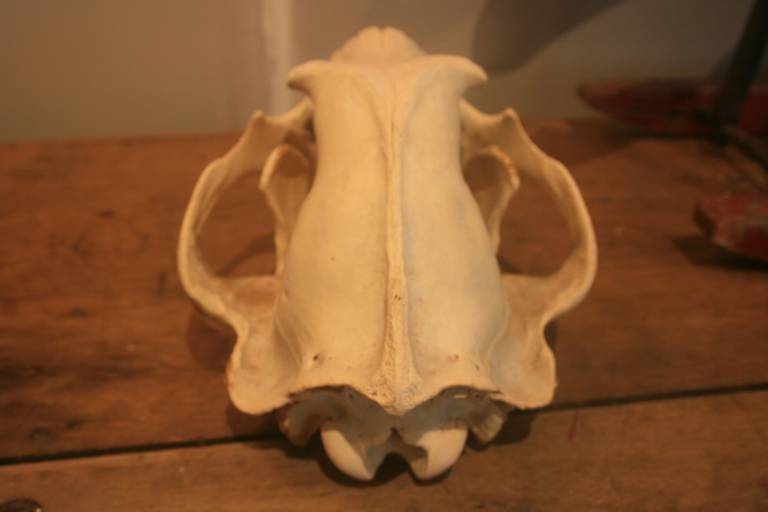 Large Bear Skull 1