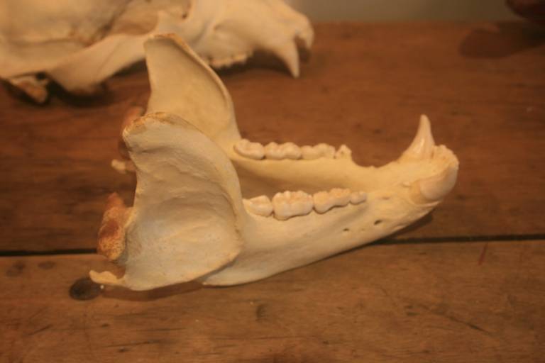 Large Bear Skull 2