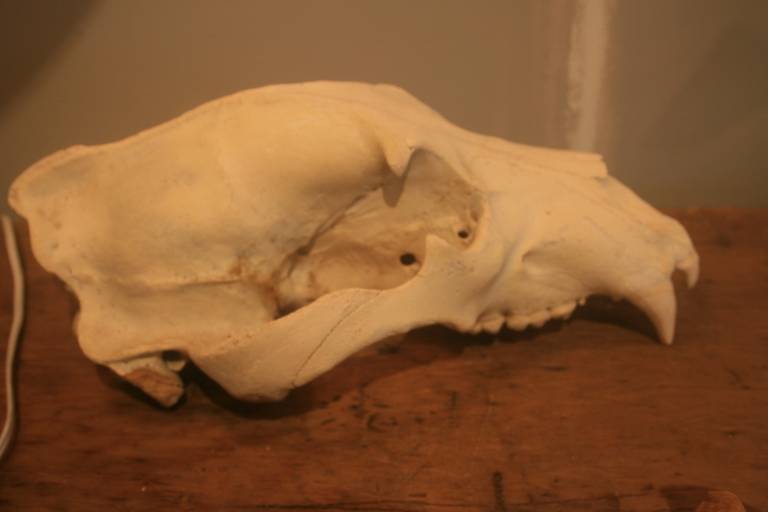 Large Bear Skull 3