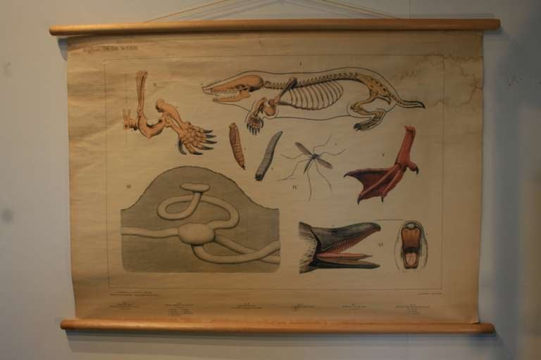 Very interesting early natural history chart from Holland. Features a penguin or seagull beak, a mole skeleton, a webbed foot of a bird, a mosquito and the den of a mole. Why are these together? no clue, but they look great. Was a pull down teaching