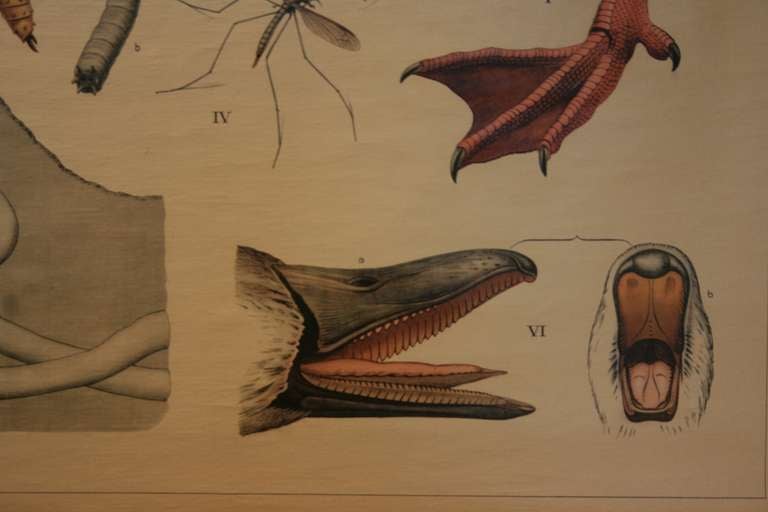 Early Natural History Chart In Good Condition For Sale In North Beninngton, VT