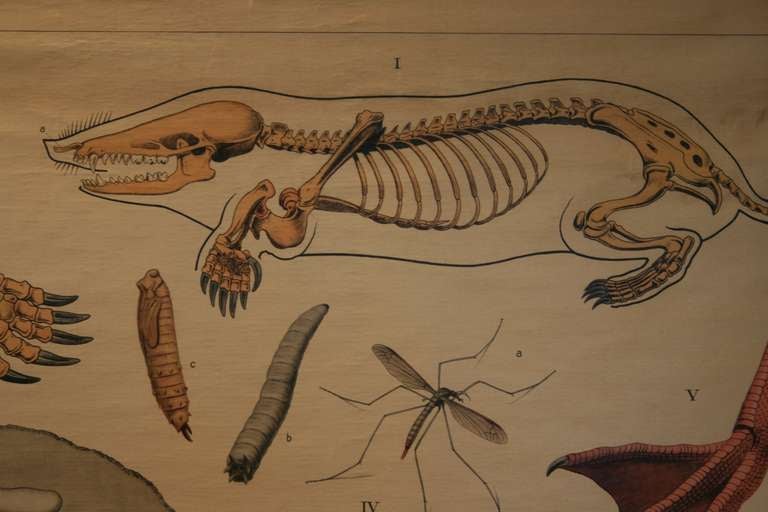 20th Century Early Natural History Chart For Sale