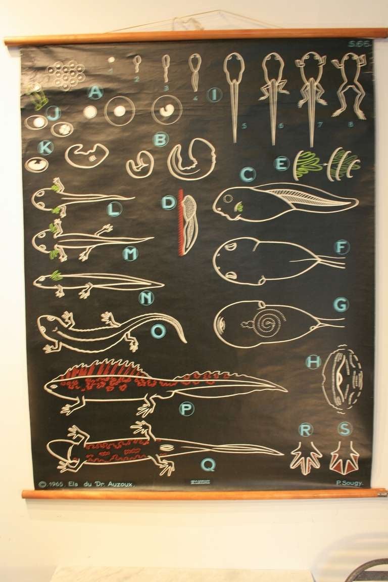 French Anatomical Chart of a Salamander
