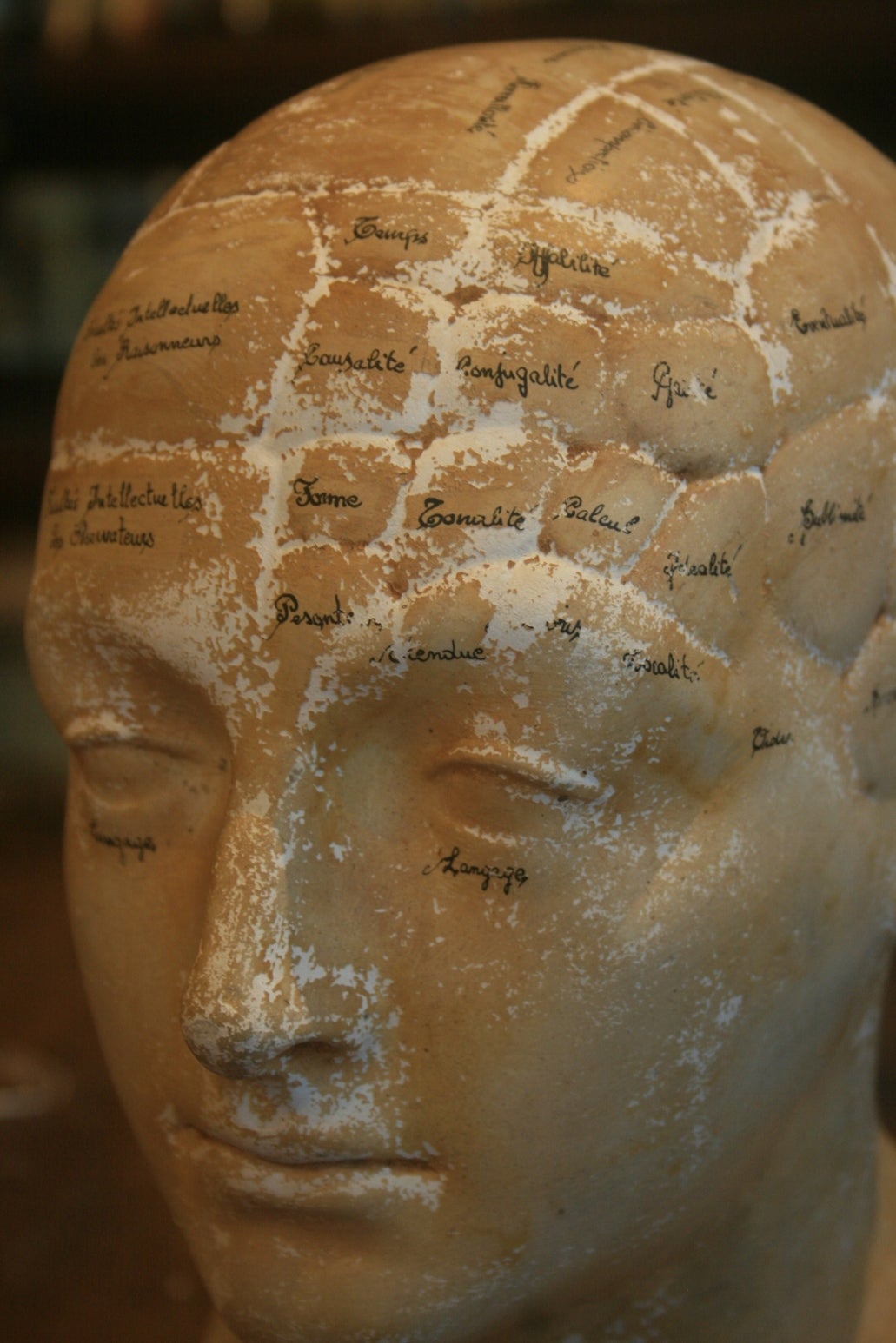 Plaster 19th Century French Phrenology Head