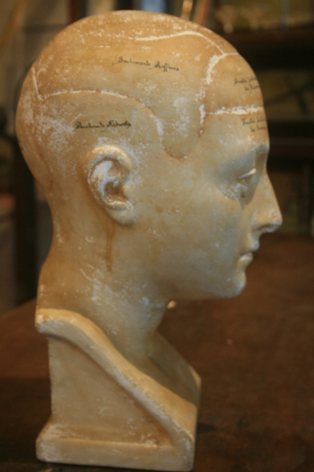 19th Century French Phrenology Head In Good Condition In North Beninngton, VT