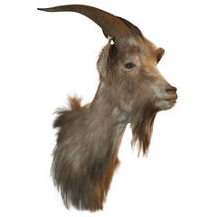 Beautiful  19th. c. Taxidermy Billy Goat Head