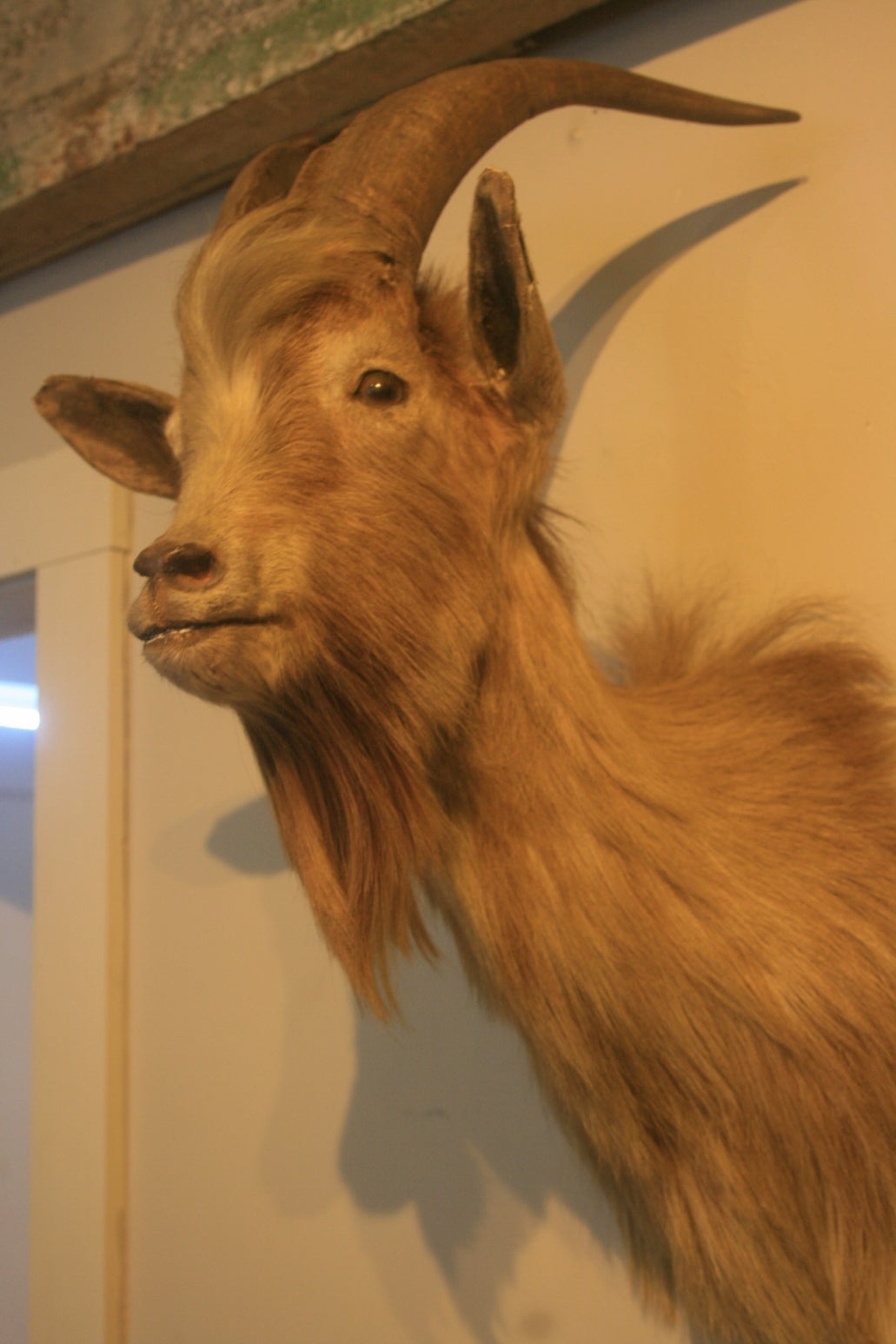 taxidermy goat head for sale