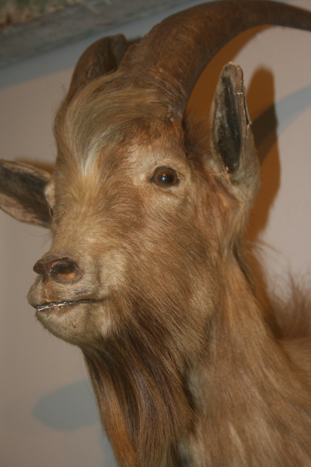 goat head taxidermy