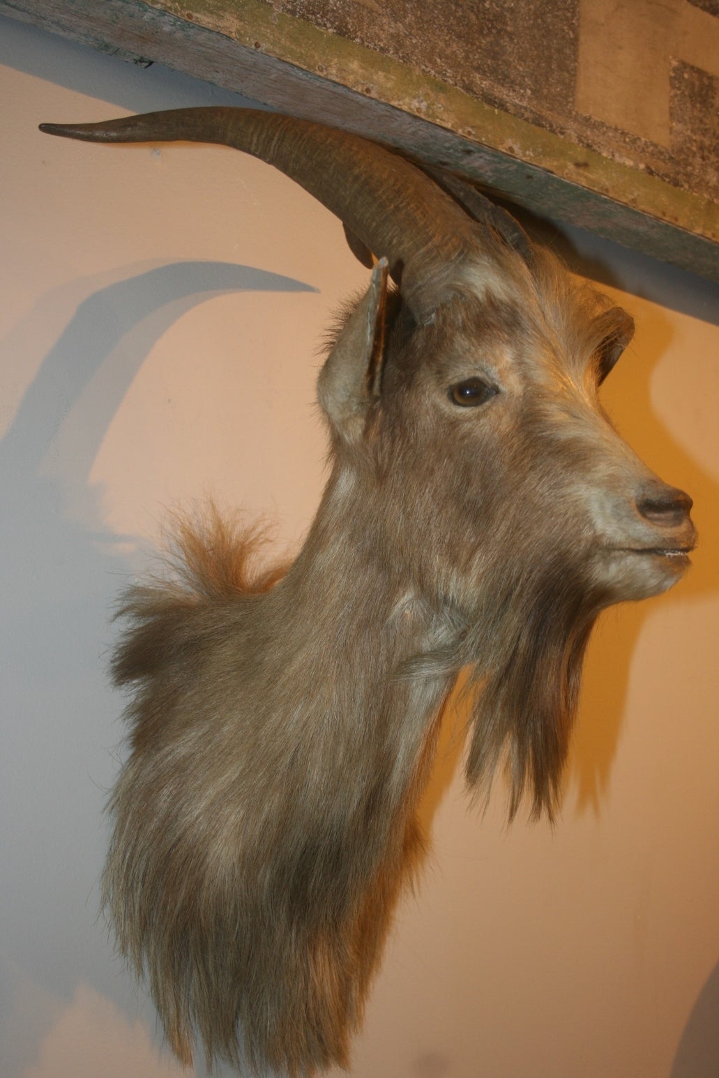 Beautiful Early Taxidermy Head of a Billy Goat.  Billy speaks for himself.  Everytime I get an interesting piece of taxidermy for sale it upstages every man made thing in my shop.