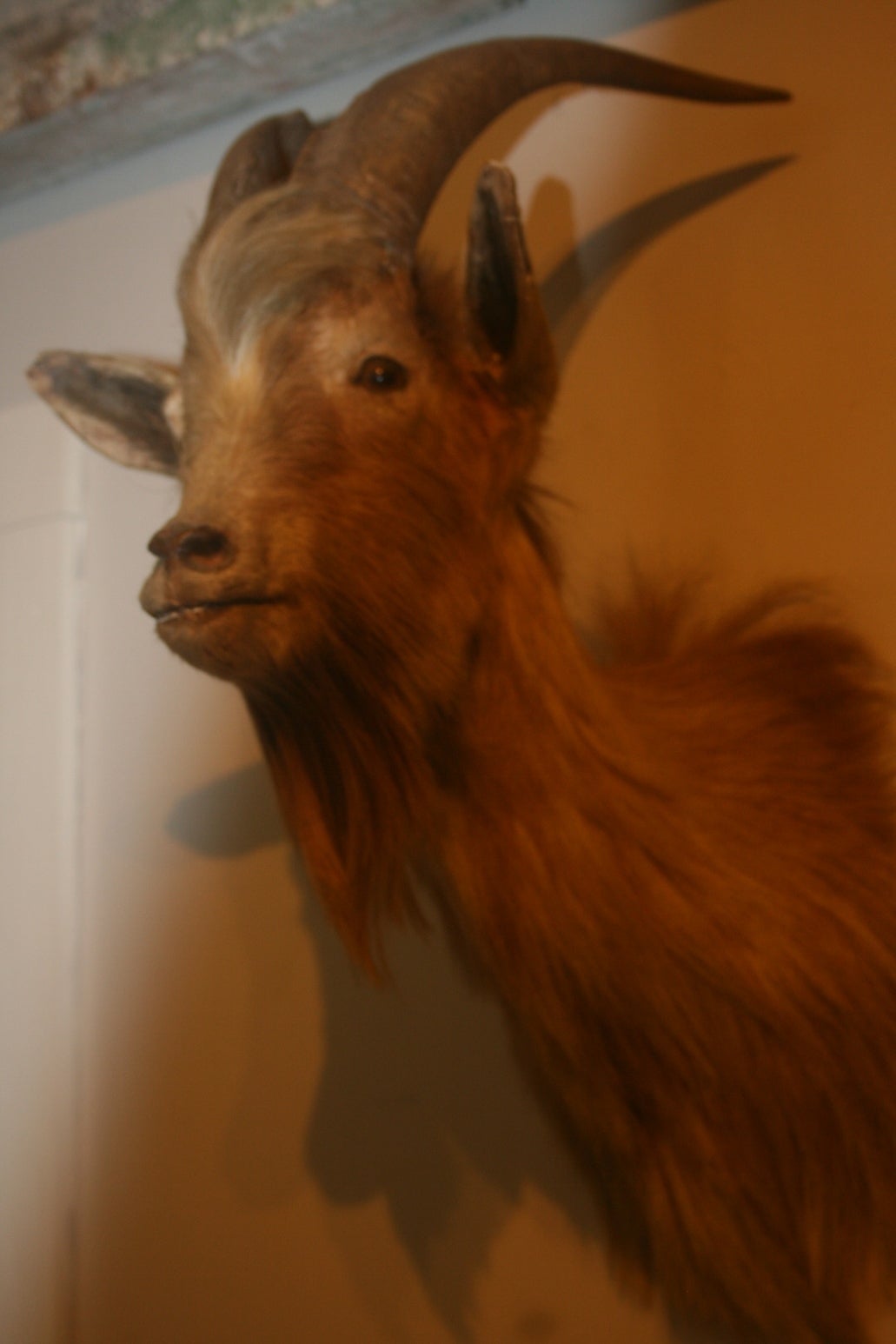 goat taxidermy