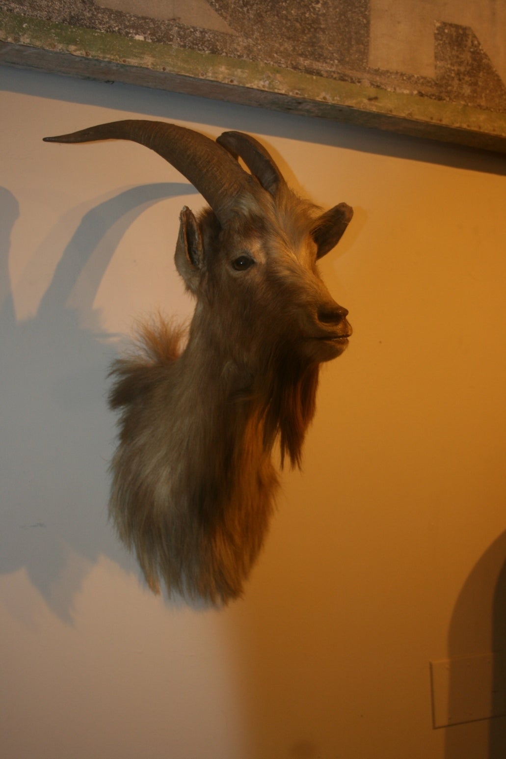 American Beautiful  19th. c. Taxidermy Billy Goat Head