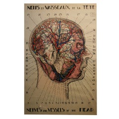 Huge French Anatomical Poster of the Head