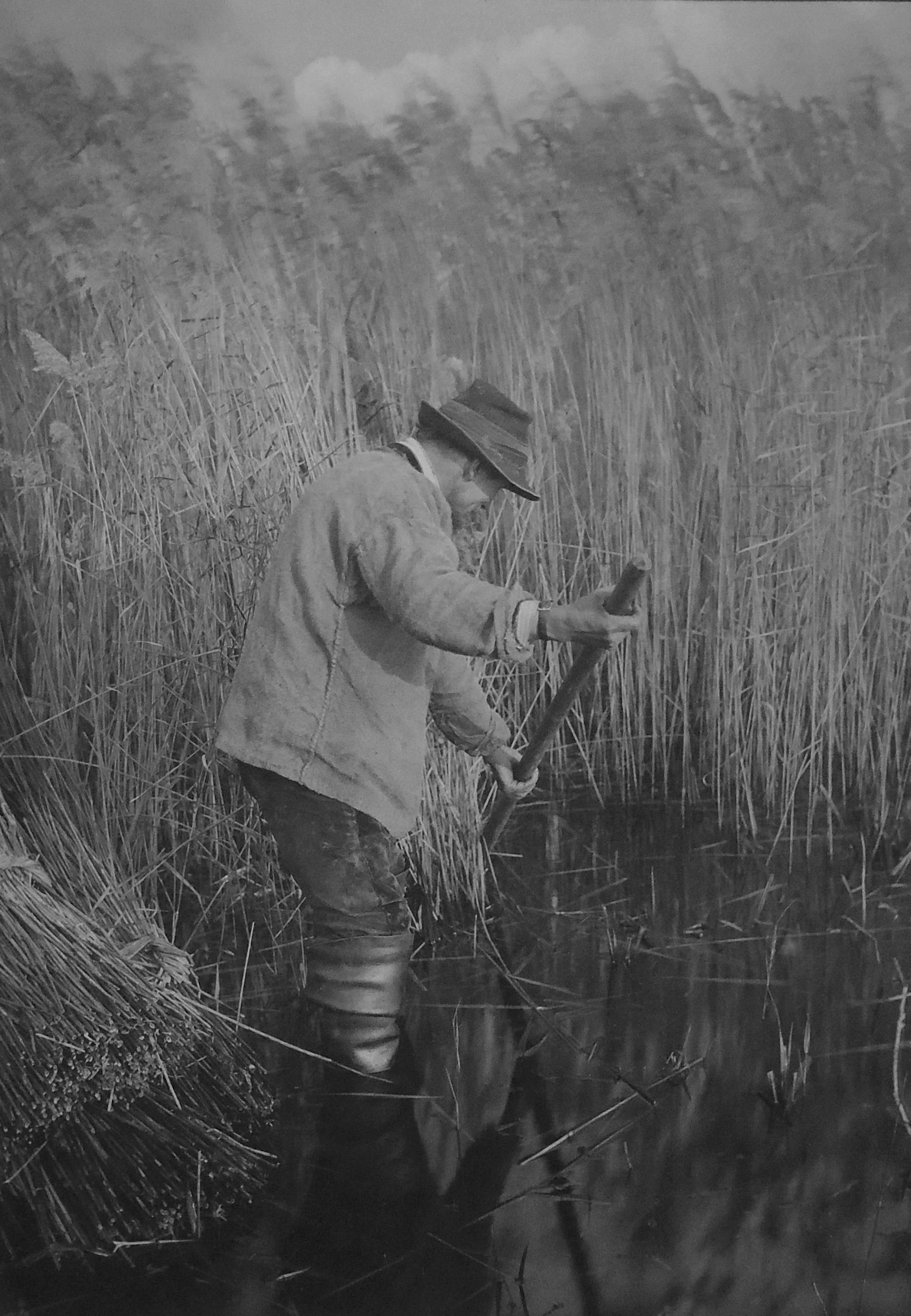 A Reed-Cutter at Work - Photograph by P.H. Emerson