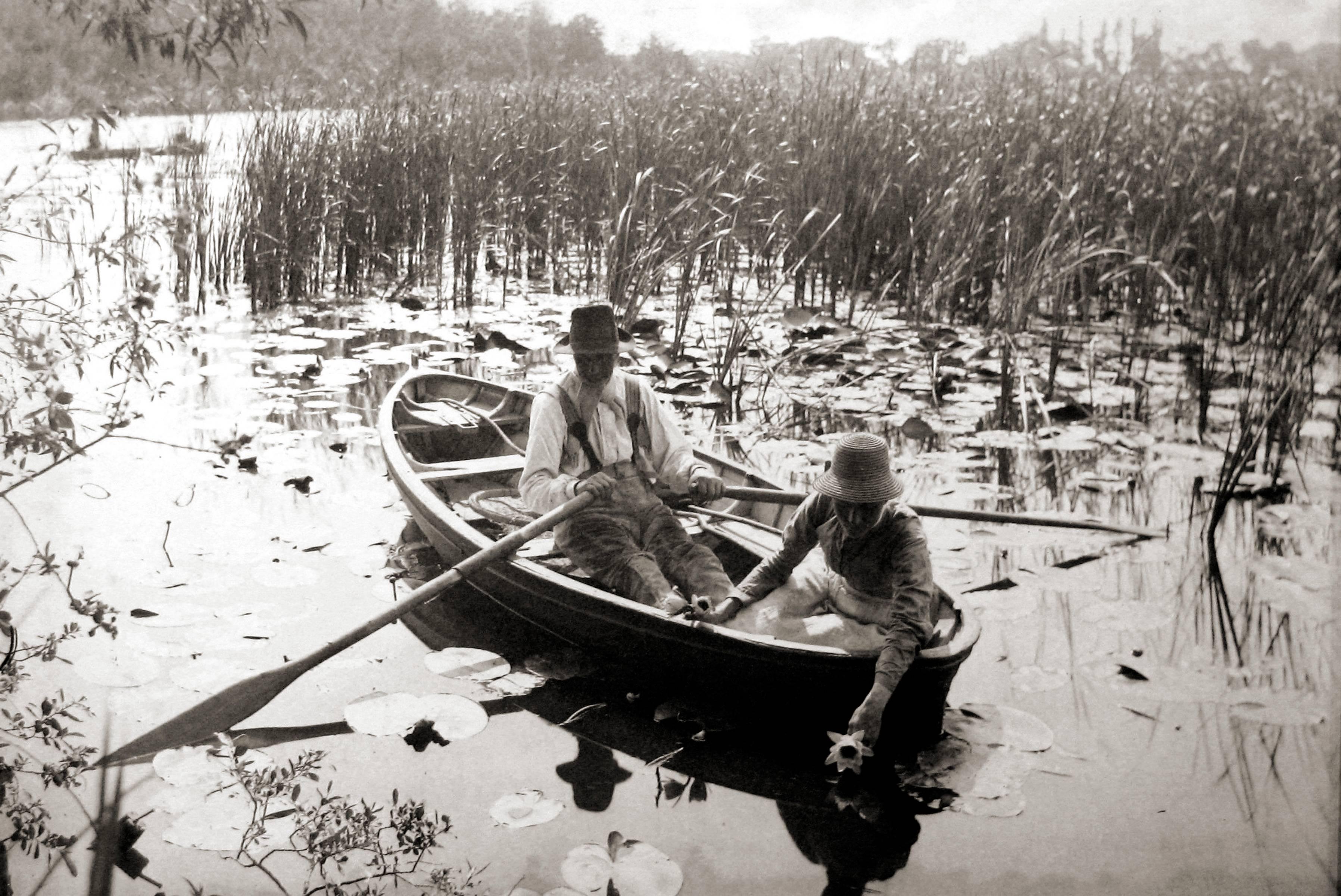 Gathering Water Lilies - Photograph by P.H. Emerson