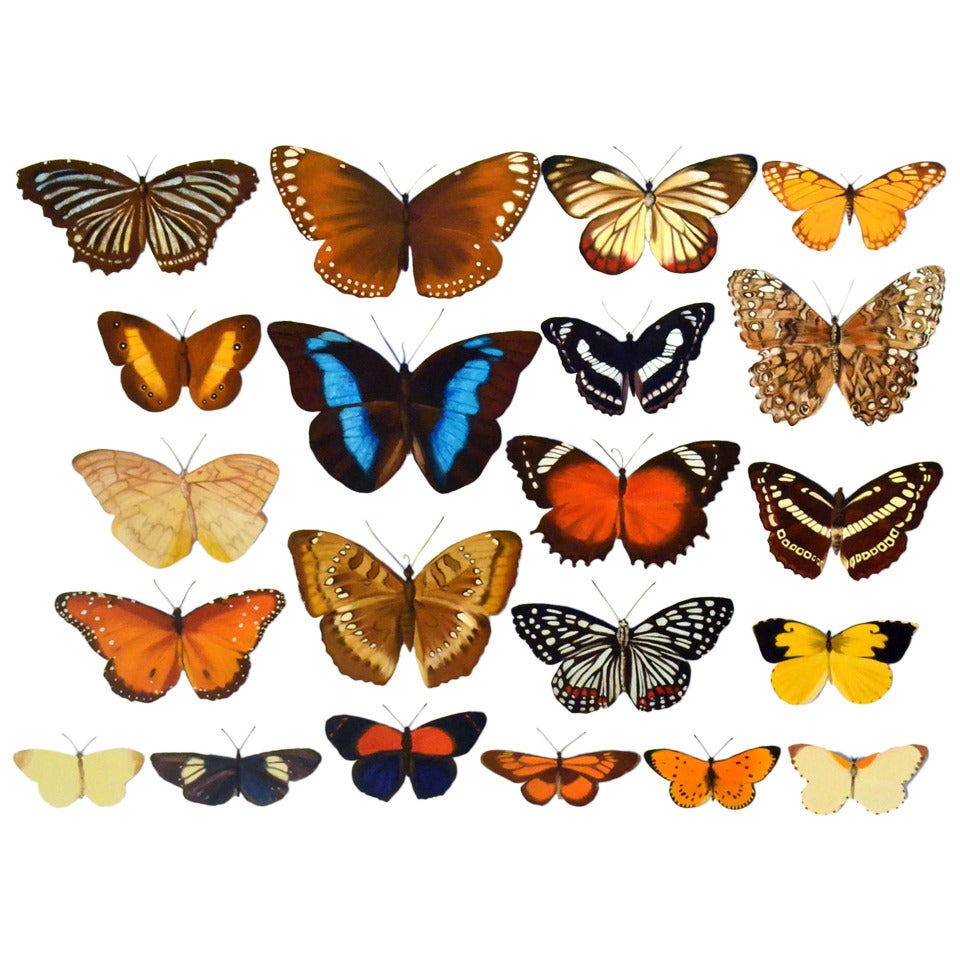 Large Scale Photo-Realistic Butterfly Painting