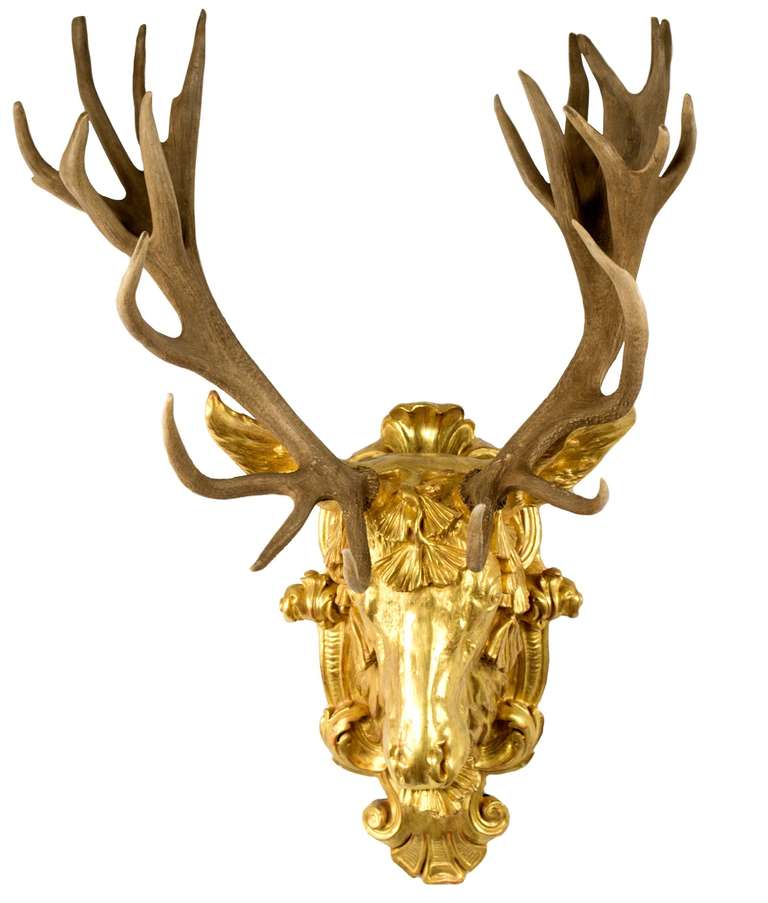 The nineteenth-century rack of a mature Corsican red deer has been mounted into the recently cast, gilt and gessoed stag head, taken from a nineteenth-century French mold. The stag head is surrounded by beautiful scrolls and foliage, with the deer