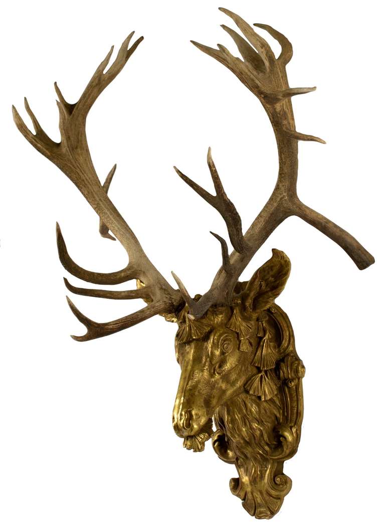 The nineteenth-century rack of a mature Corsican red deer has been mounted into the recently cast, gilt and gessoed stag head, taken from a nineteenth-century French mold. The stag head is surrounded by beautiful scrolls and foliage, with the deer