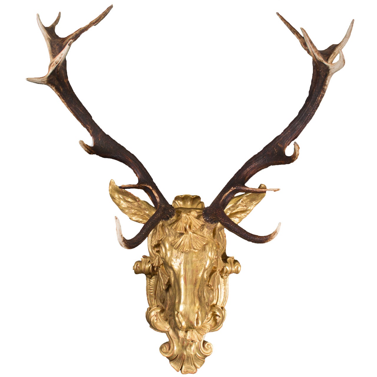 Red Deer Antlers Mounted on Gilt Stag's Head