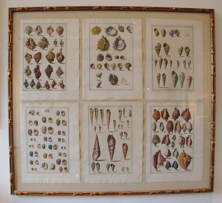 Set of 3 framed 18th Century Antique Italian Engravings of Shells In Good Condition For Sale In London, GB