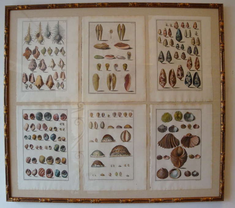 18th century Italian engravings of shells by the famous engraver `Gaultirios`. Produced in Rome circa 1750. They would have been coloured and later enhanced in the 19th century. Engraved on copper plate and printed on hand made rag paper