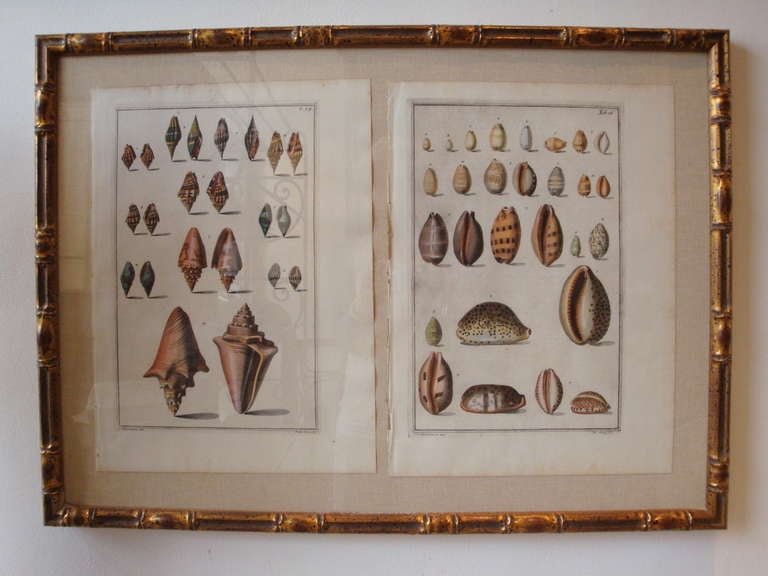 18th Century and Earlier Set of 3 framed 18th Century Antique Italian Engravings of Shells For Sale