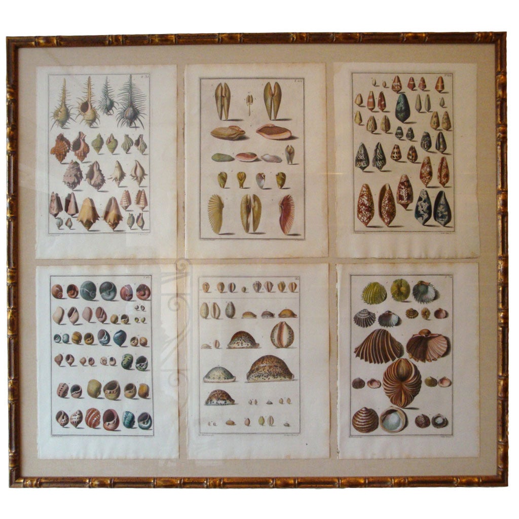 Set of 3 framed 18th Century Antique Italian Engravings of Shells For Sale