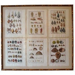 Set of 3 framed 18th Century Antique Italian Engravings of Shells
