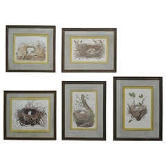 5 Engravings of Bird Nests 18th-19th Century