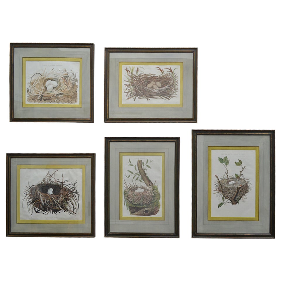 5 Engravings of Bird Nests 18th-19th Century For Sale