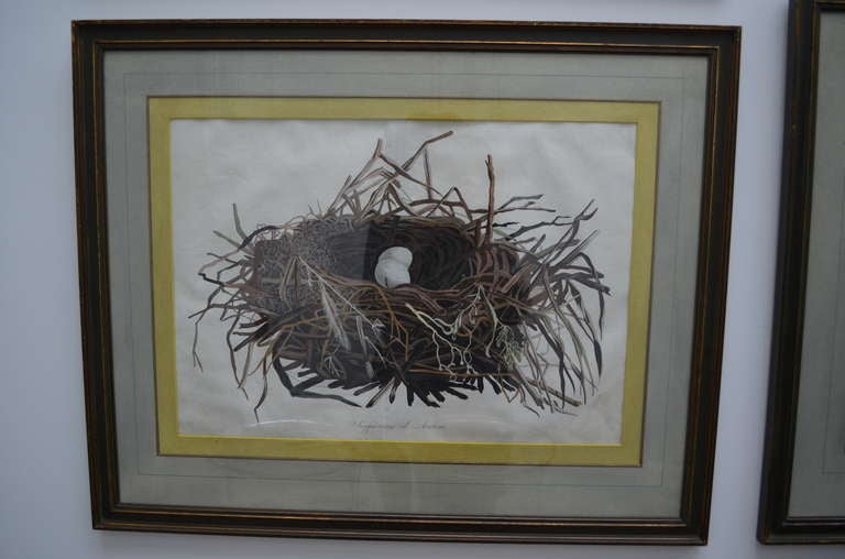 Dutch 5 Engravings of Bird Nests 18th-19th Century For Sale