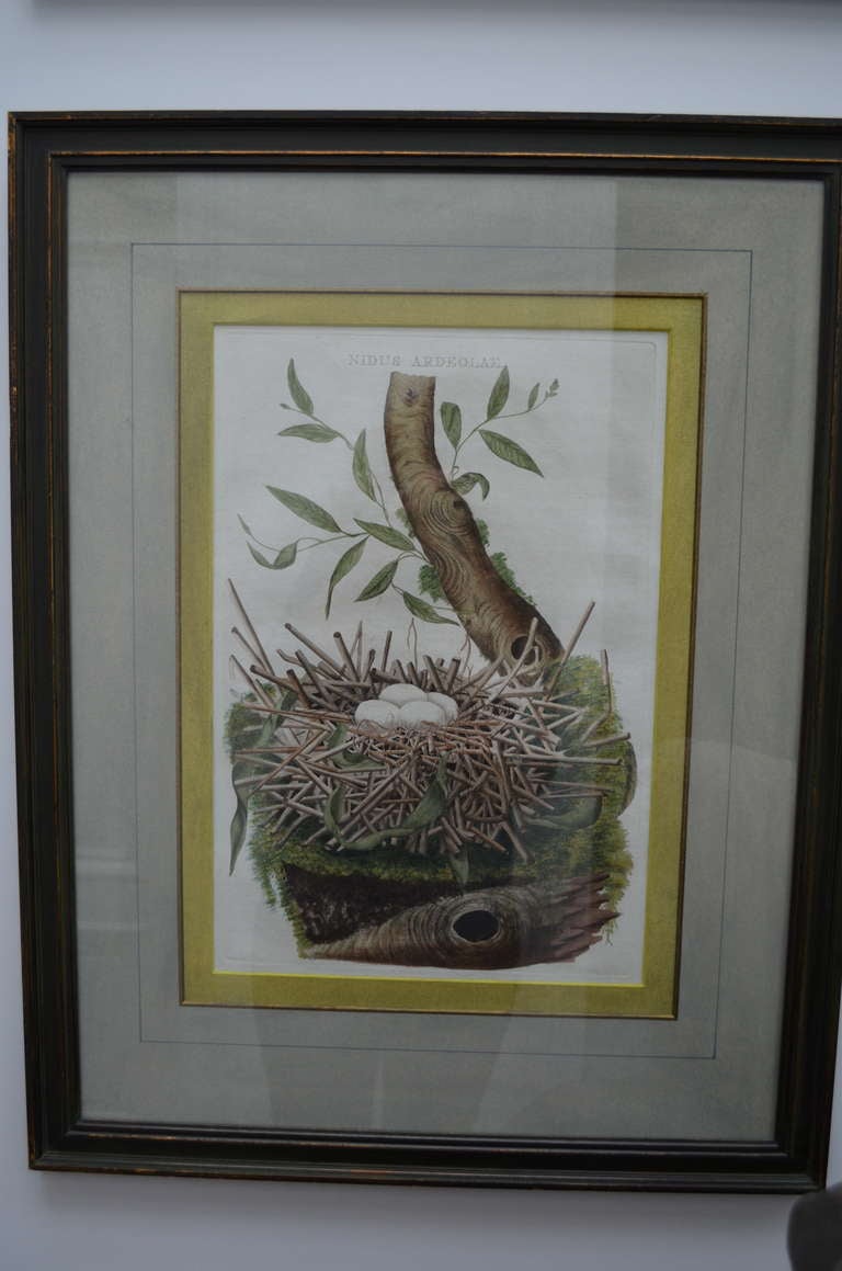 5 Engravings of Bird Nests 18th-19th Century In Good Condition For Sale In Gravenmoer, NL