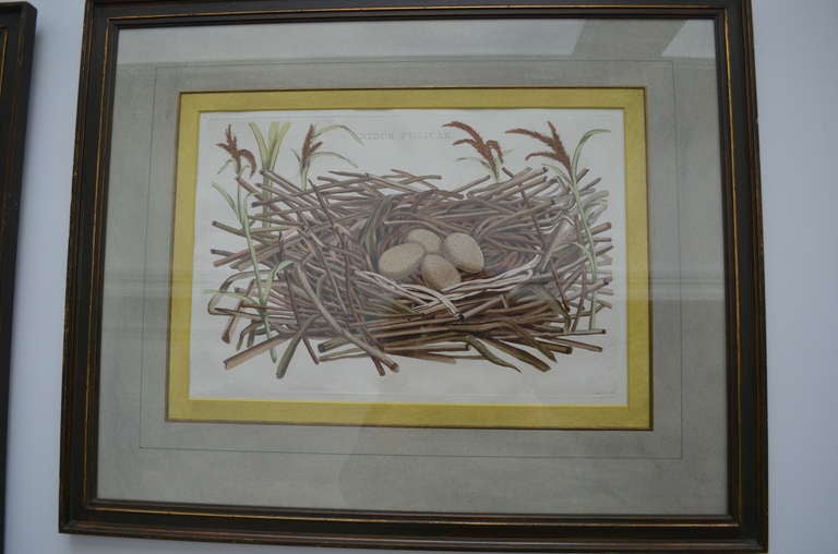 5 Engravings of Bird Nests 18th-19th Century For Sale 2
