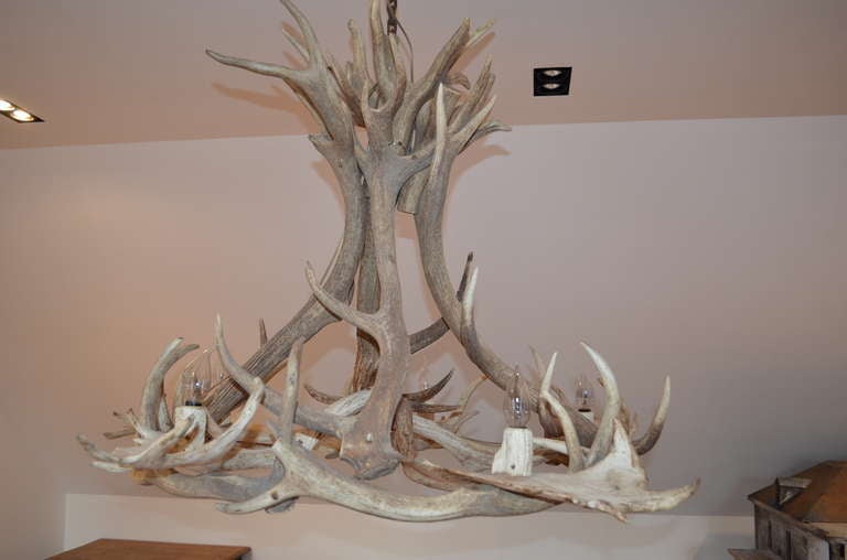 Fallow Deer Antler Chandelier