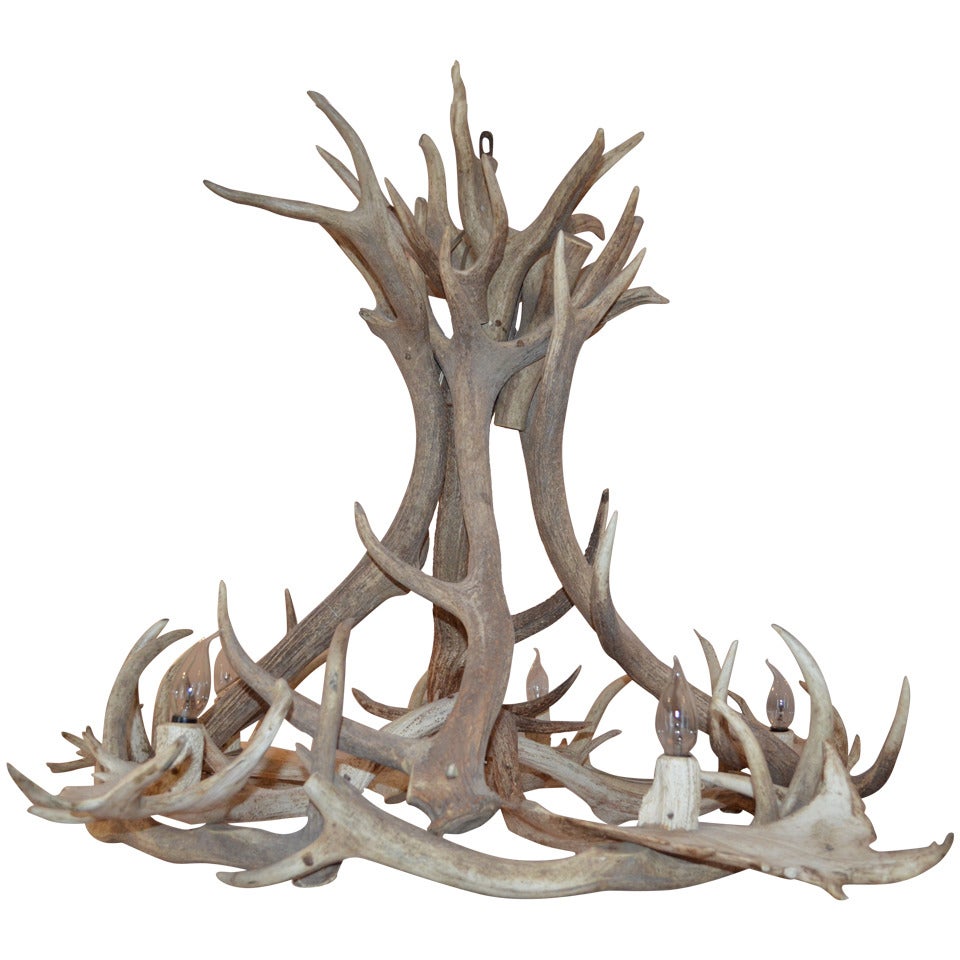 What are fallow deer antlers called?