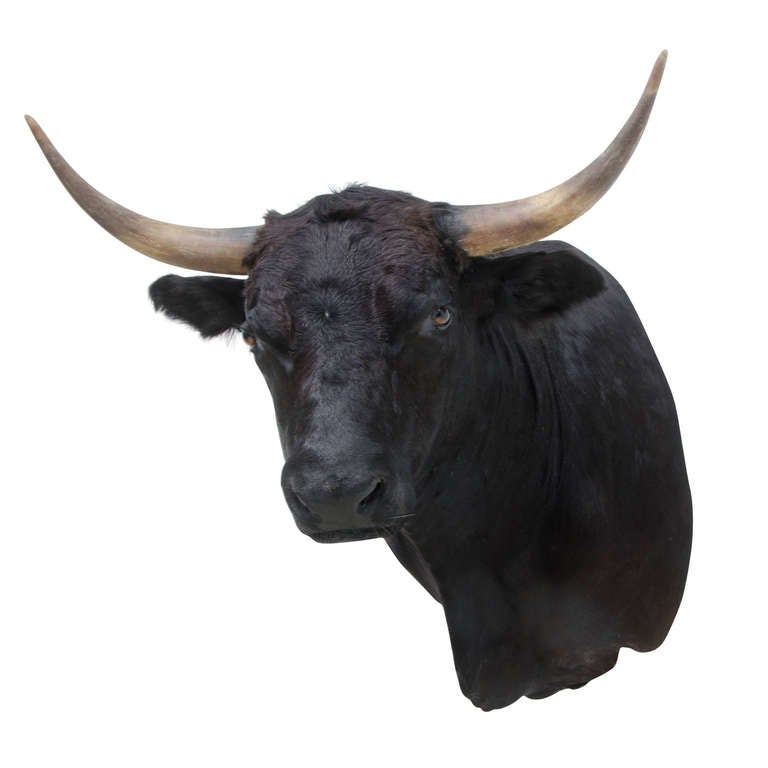 German Black Bull Shouldermount