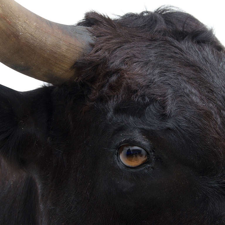 Black Bull Shouldermount In Excellent Condition In Noord-Brabant, NL