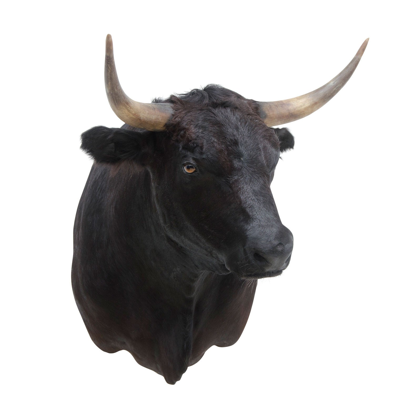 Black Bull Shouldermount