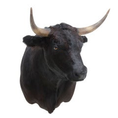 Black Bull Shouldermount