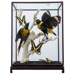 Golden Brested Starling and Golden Maina